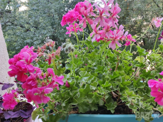 Продавам Висящи мушката (сакъзчета) в сандъчета - подготвени за обилен цъфтеж през пролетта, снимка 4 - Разсади - 51000596