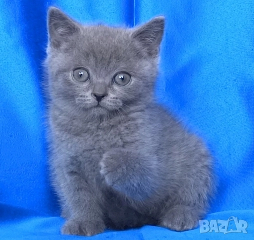 Чистокръвни Британски късокосмести котета, снимка 1