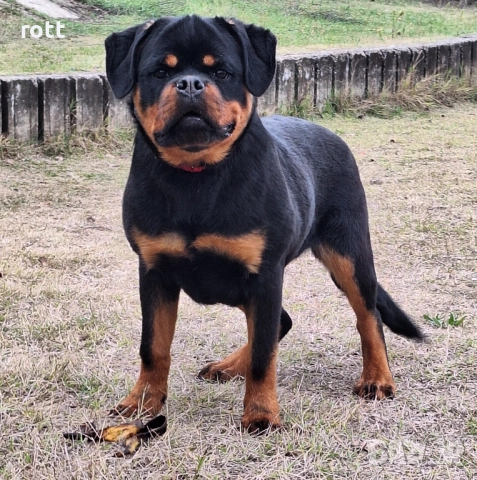 РОТВАЙЛЕР, снимка 2 - Ротвайлер - 52462282