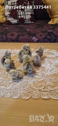 предлагам яйца от сребърни и златни зибрайти , снимка 6 - Кокошки и пуйки - 55955579