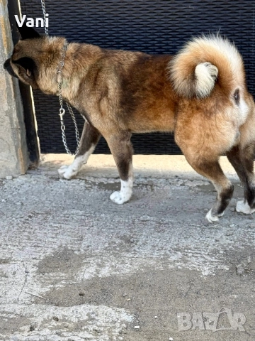 Мъжка Америкаска акита , снимка 4 - Акита - 51826673