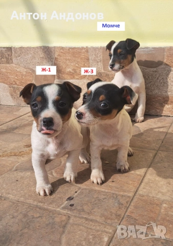 Джак Ръсел Териер, снимка 17 - Джак ръсел териер - 53382159