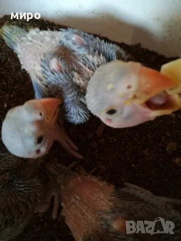 Бебета Голям Александър Ръчно хранени !ТОП ЦЕНА!, снимка 5 - Папагали - 50596569