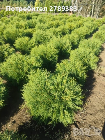 Туя смарагд , глобоза , западна , снимка 6 - Градински цветя и растения - 53053241