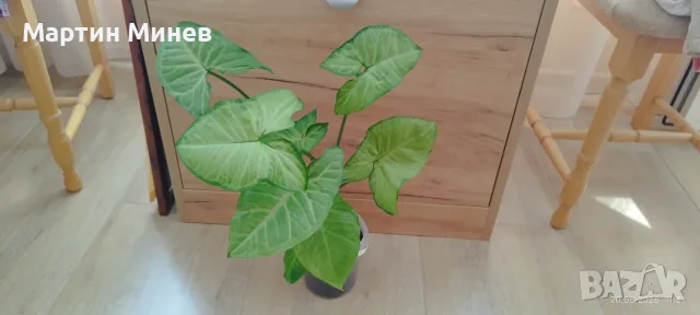 Сингониум (Syngonium) «Podophyllum» 