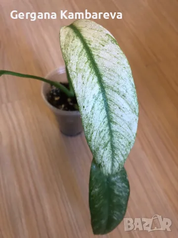 Rhaphidophora Megasperma Gorilan Marble , снимка 6 - Стайни растения - 49881443