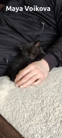 Пухкаво британче, пантера , снимка 11 - Британска късокосместа - 52978517