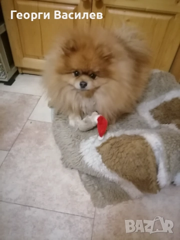 Померан за Разплод