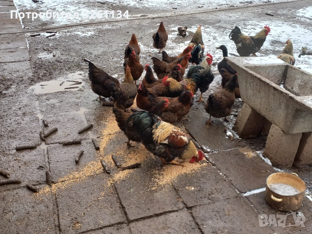 Свободни яйца от катунски комошки, снимка 3 - други­ - 53607575