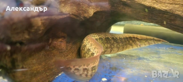 Macrognathus taeniagaster

