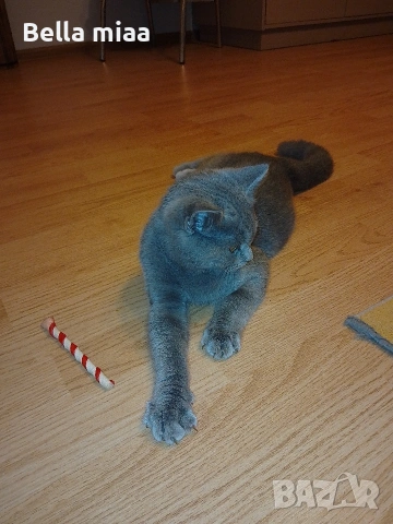 Мъжко Британче 