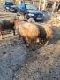 Продавам 3 овце със агнета , снимка 3