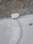 Mini Pomeran Momce, снимка 11