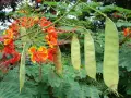 Цезалпиния пулхерима – Caesalpinia pulcherrima, снимка 4