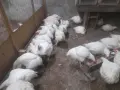 Кокошки                    ., снимка 1