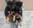 Немска овчарка работен тип, снимка 1