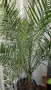 ФИНИКОВА КАНАРСКА ПАЛМА , снимка 6