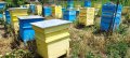 Полифлорен мед реколта 2023 г., снимка 6
