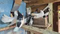 Старазагорски бели и Пазарджишки белокрили общо 10 бр .Продават се на куп, снимка 2