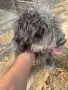 Куче за трюфели , снимка 4