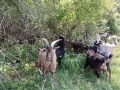 Продавам кози, снимка 4