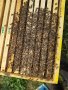 ЗАПИСВАНЕ  Пчелни отводки за сезон 2024 .Рег.N 4641 - 0696, снимка 3