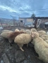 Продвам овце, снимка 1