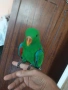 Папагал Еклектус мъжки /бебе , снимка 3