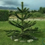 Араукария, Чилийски бор -Araucaria araucana Студоустойчив, снимка 1