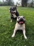 Чистокръвни френски булдочета, снимка 2