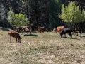 свободни телета за клане и гледане , снимка 6