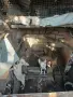 Продават се пинчери с паспорти , снимка 10