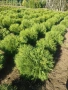 Туя смарагд , глобоза , западна , снимка 6