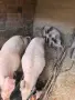 Продавам женски заплодени прасета , снимка 2