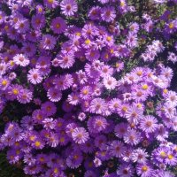 Цветя Астра алпийска – за ранно пролетно засаждане в градината, снимка 2 - Разсади - 41046622