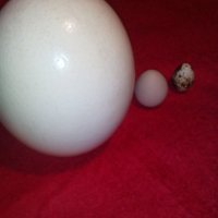 Яйца от щраус за сувенири, снимка 1 - други­ - 41380480