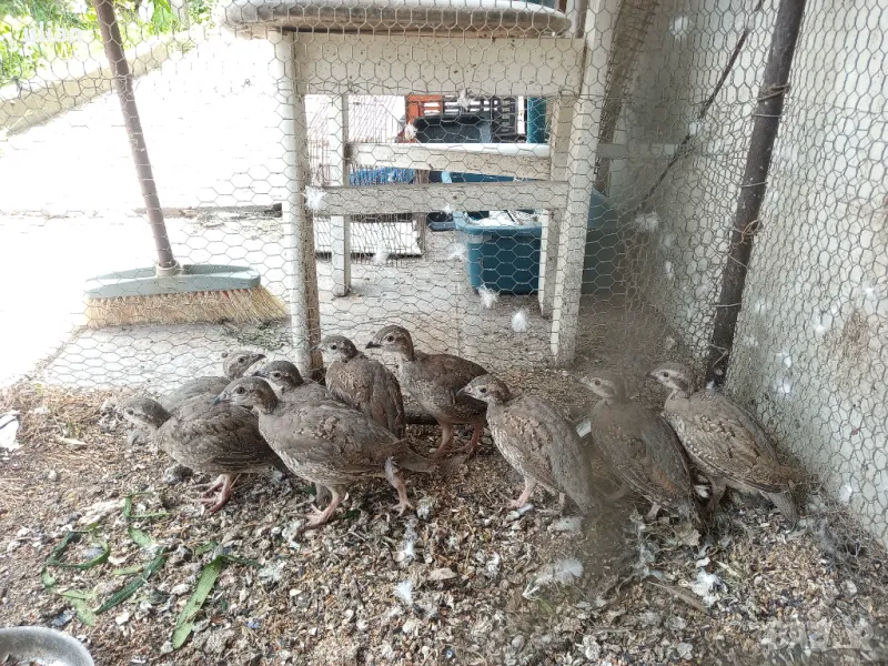 Продавам тракийски кеклик , снимка 1