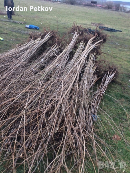 Явор, снимка 1