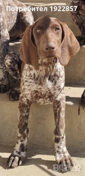 Курцхаар, снимка 1