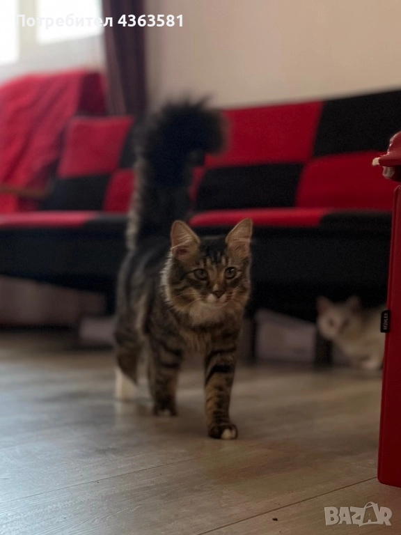 Млад мъжки котарак тип Мейн Кун – социален и любвеобилен, снимка 1