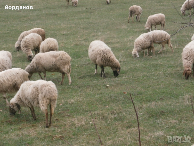 овце, снимка 1