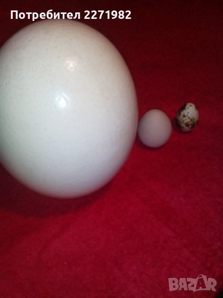 Яйца от щраус за сувенири, снимка 1