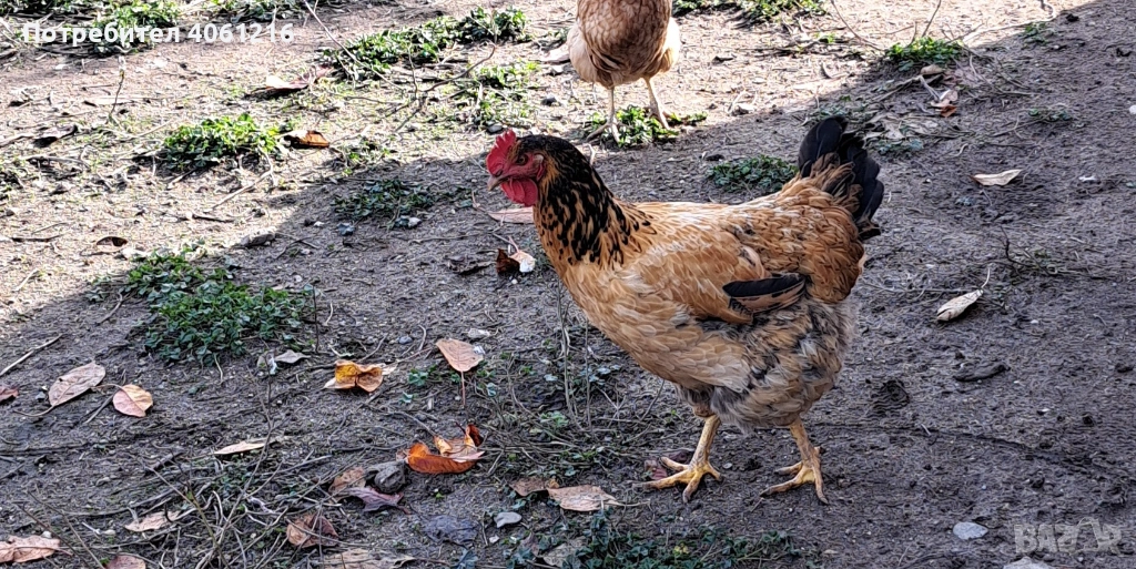 Петли и кокошки Пловдив , снимка 1