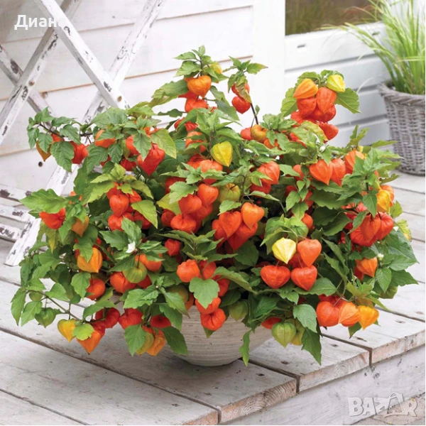 Физалис разсад, снимка 1