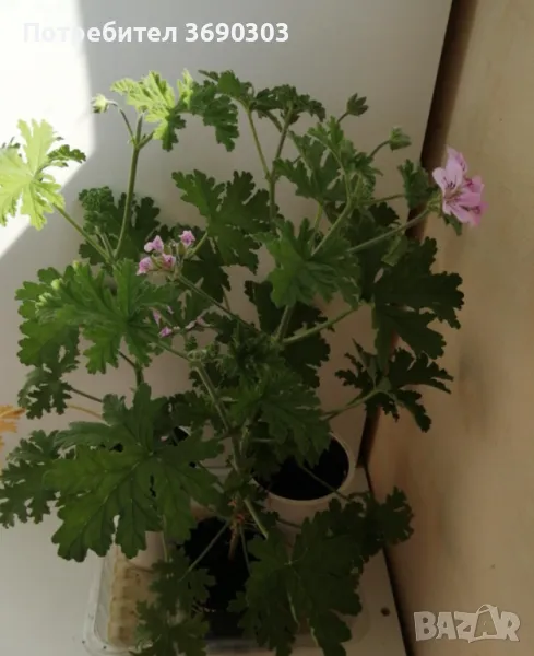 Индрише в саксия с цвят, цена 10 лв за брой, височина 15-20 см, био и екологично подходящо за лекарс, снимка 1