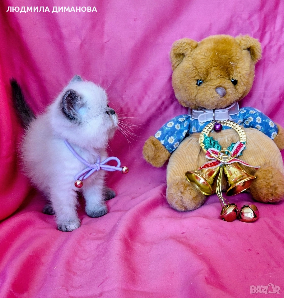 Екзотично момиче със сини очи , снимка 1