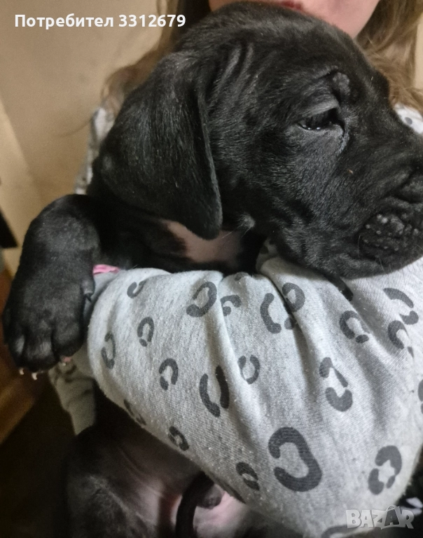 Немски дог - бебета, снимка 1