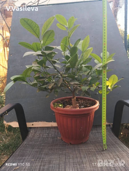 Каламондин , снимка 1