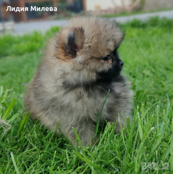 Момченце мини померан на 2 месеца., снимка 1