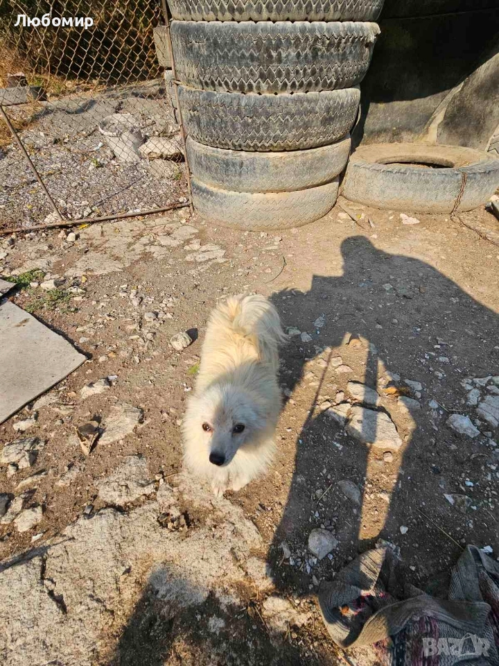 Шпицове, снимка 1